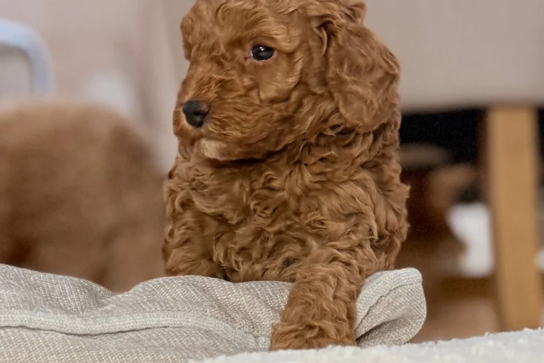 Toy Poodle