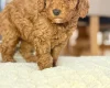 Toy Poodle