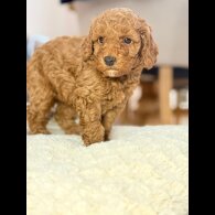 Toy Poodle