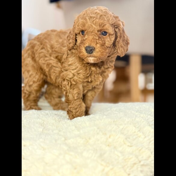 Toy Poodle