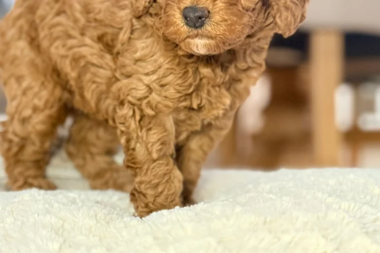 Toy Poodle