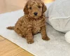 Toy Poodle