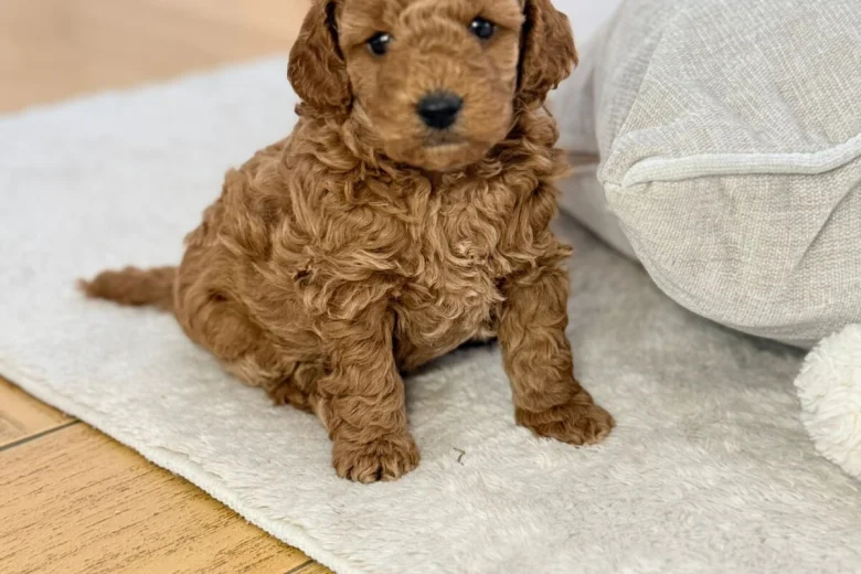 Toy Poodle
