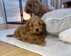 Toy Poodle