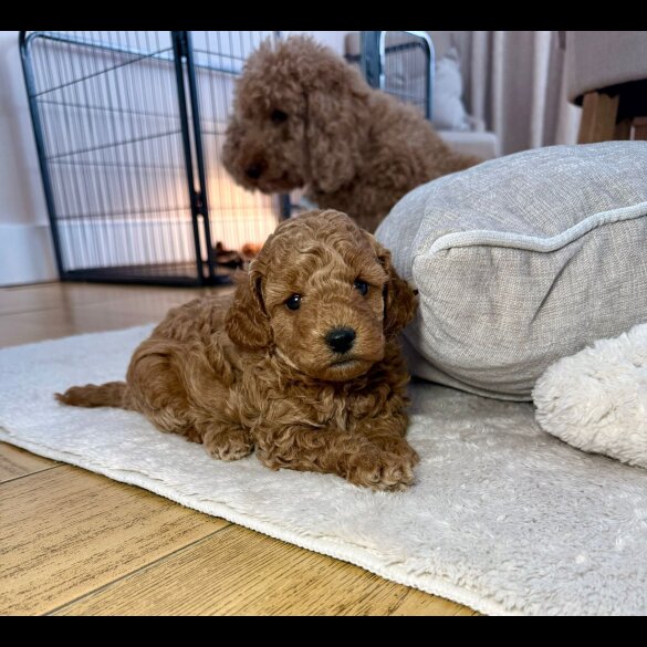 Toy Poodle