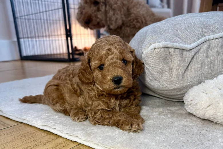 Toy Poodle
