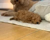 Toy Poodle