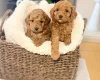 Toy Poodle