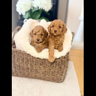 Toy Poodle