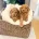 Toy Poodle