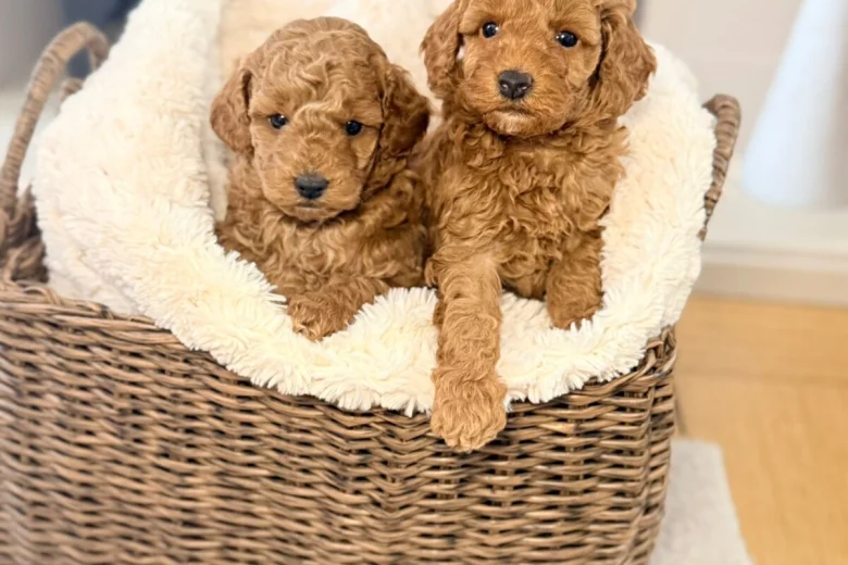 Toy Poodle