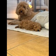 Toy Poodle