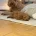 Toy Poodle