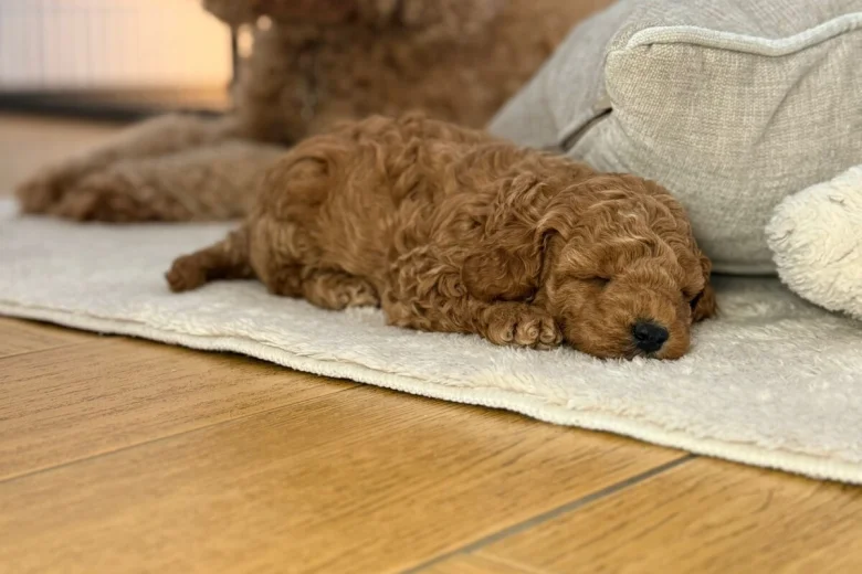 Toy Poodle
