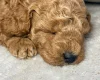 Toy Poodle