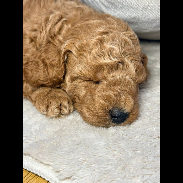 Toy Poodle
