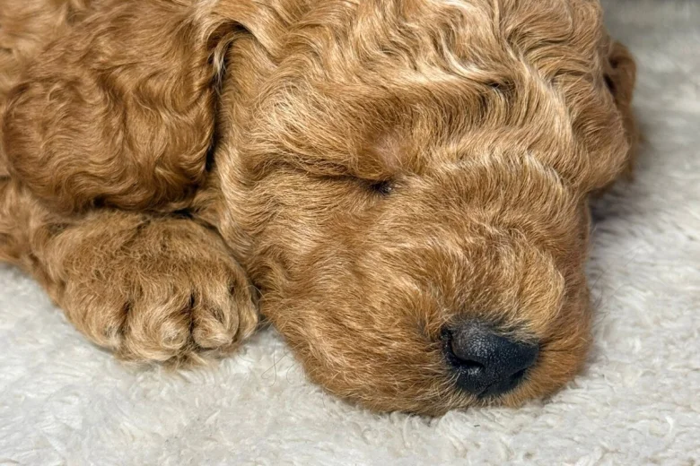 Toy Poodle
