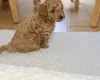 Toy Poodle