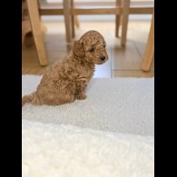 Toy Poodle