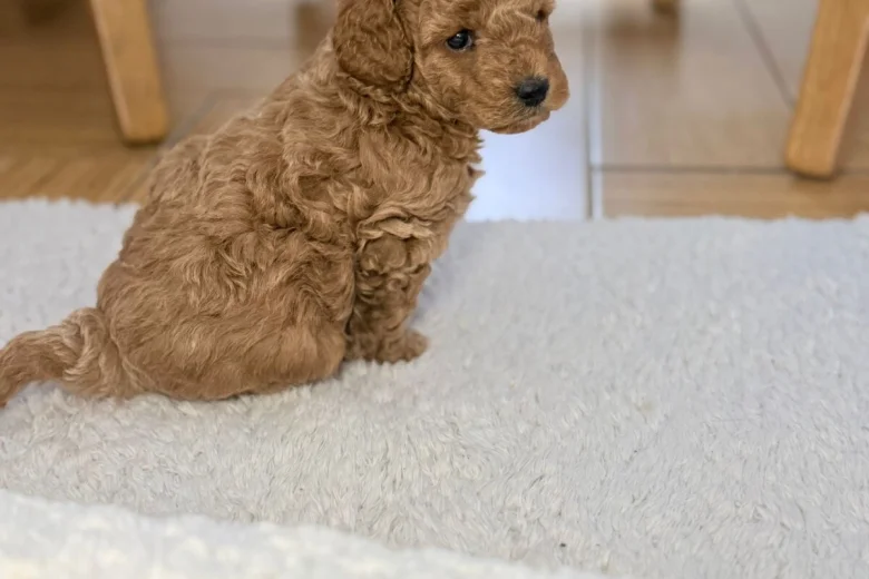 Toy Poodle