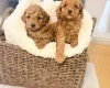Toy Poodle