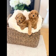 Toy Poodle