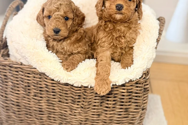 Toy Poodle