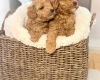 Toy Poodle