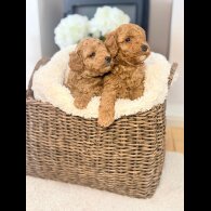 Toy Poodle