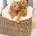 Toy Poodle