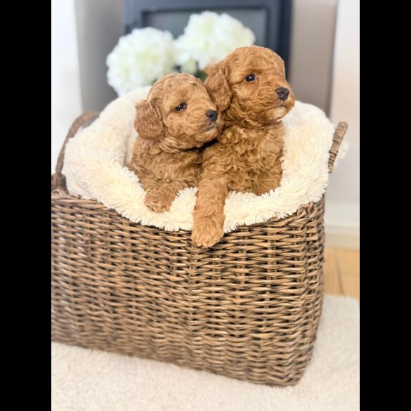 Toy Poodle