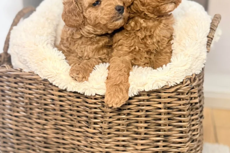 Toy Poodle