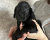 Cockapoo