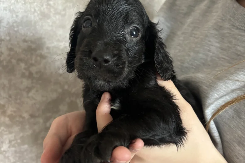 Cockapoo