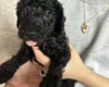 Cockapoo