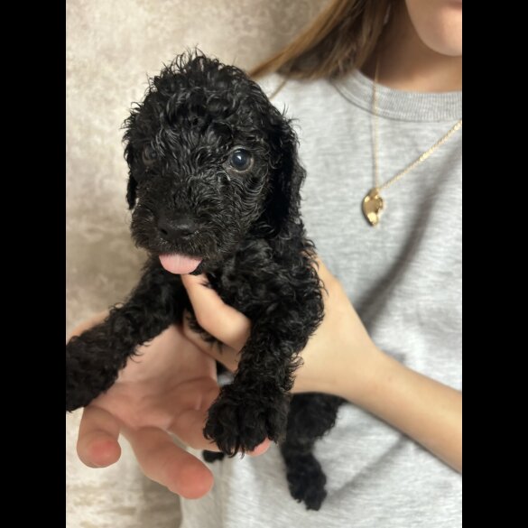 Cockapoo