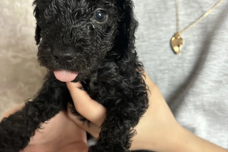 Cockapoo