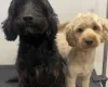 Cockapoo