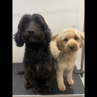 Cockapoo