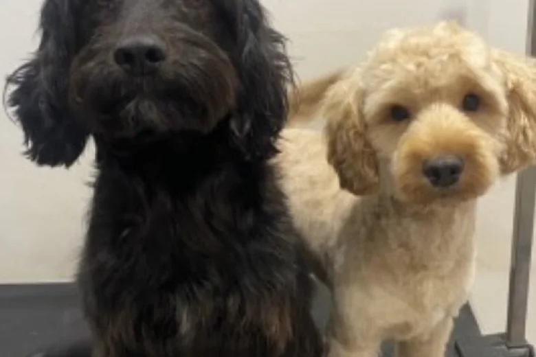Cockapoo