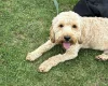 Cockapoo