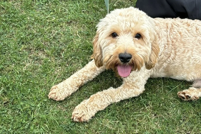 Cockapoo
