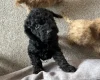 Cockapoo