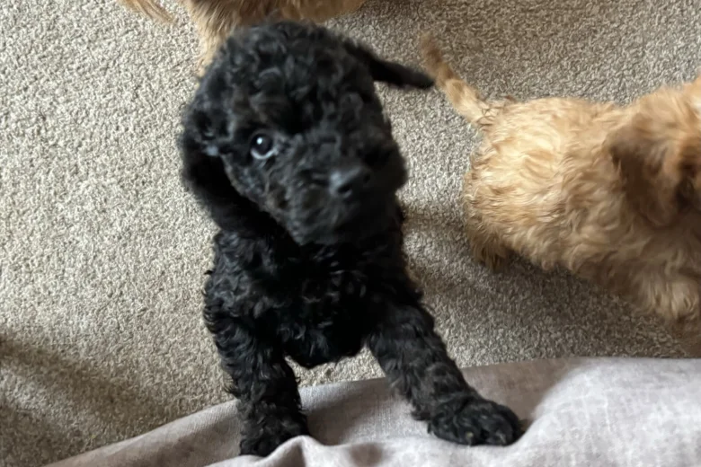 Cockapoo