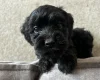 Cockapoo