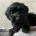 Cockapoo