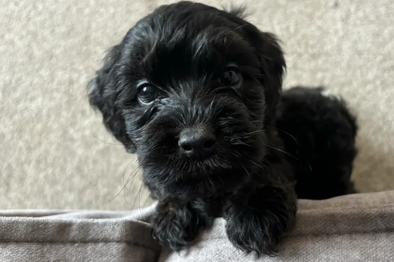 Cockapoo