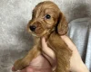 Cockapoo