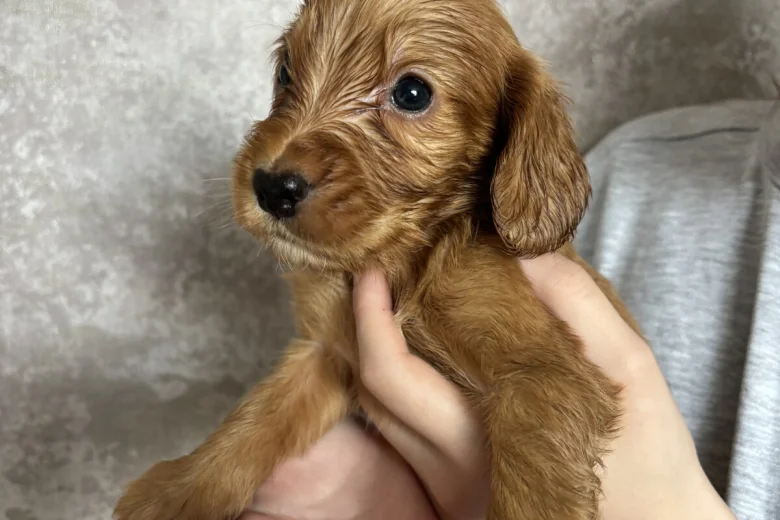 Cockapoo