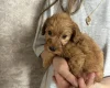 Cockapoo